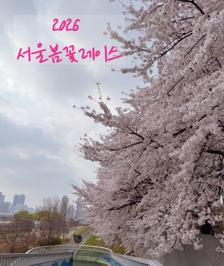2026 서울봄꽃레이스 벚꽃마라톤 10k 후기 & 실전팁