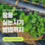 땅콩 심는 시기 방법 모종 심기 키우기 수확 까지 총정리