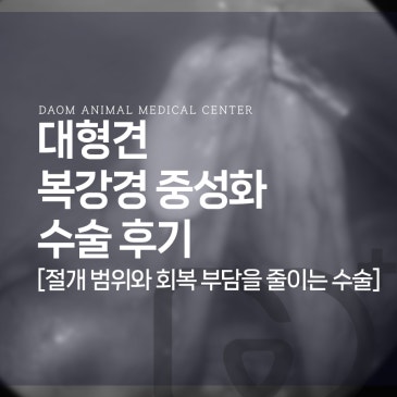 청주 대형견 중성화 대형견 복강경하 난소절제 수술 후기