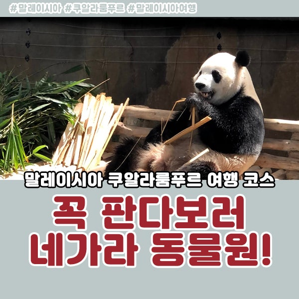 아이랑 쿠알라룸푸르 네가라동물원 negara zoo 판다 후기