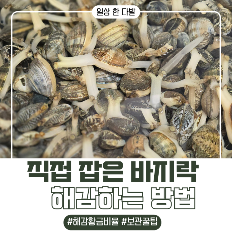 [일상 한 다발] 직접 잡은 바지락 해감법 : 해감 황금비율 & 보관 꿀팁✨️