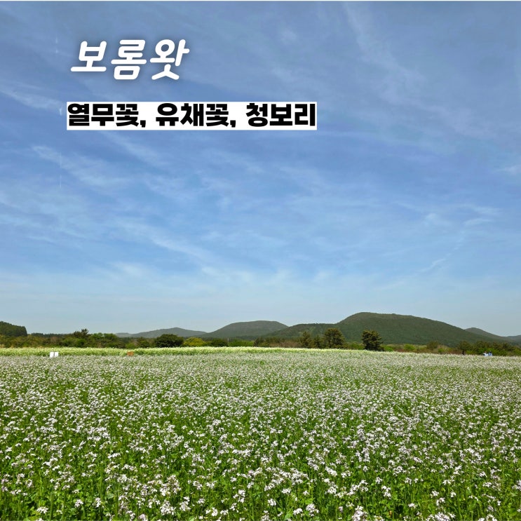 보롬왓 - 5월 제주도 가볼만한 곳, 열무꽃, 유채꽃, 청보리 있어요