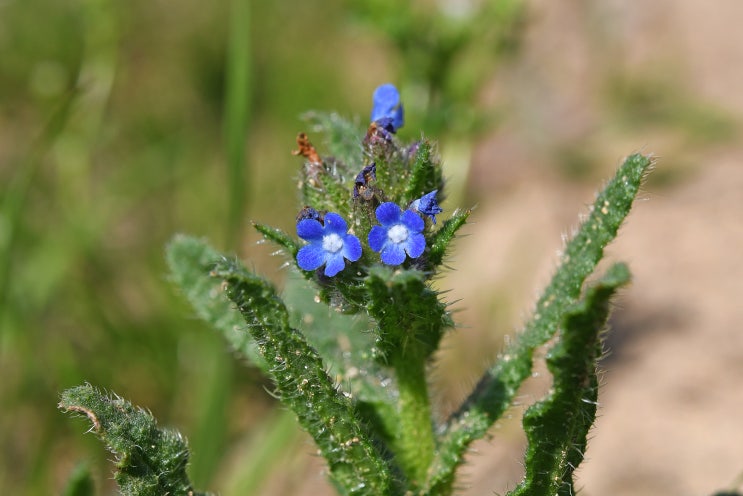 종다리지치 (bugloss, small/annual/field bugloss) : 네이버 블로그