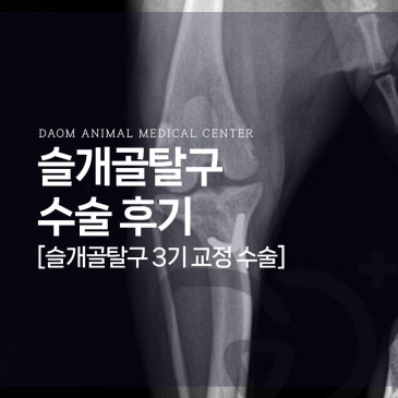 세종 강아지 슬개골탈구 3기 수술 후기 [외과 전문 동물병원]