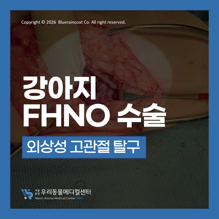 [진료 CASE] 노령견의 외상성 고관절 탈구, FHNO 수술을 통증 완화 치료 케이스 : 네이버 블로그