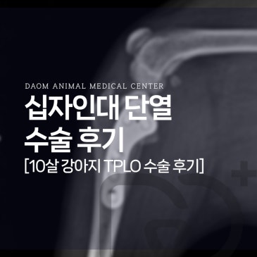 청주 강아지 십자인대 단열 TPLO 수술 후기와 회복 관리방법