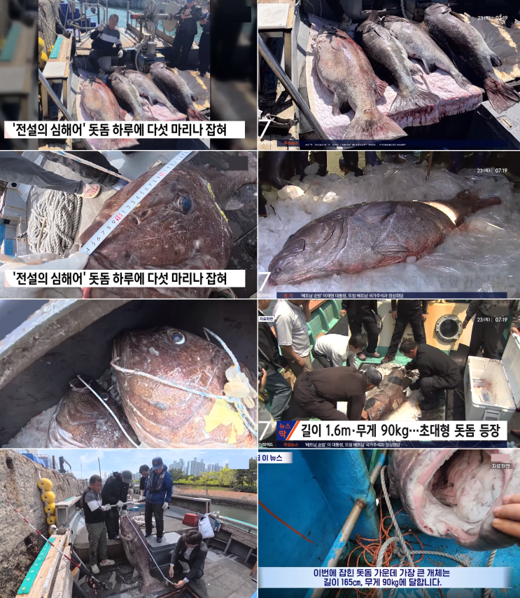 [공유] 2026/4/19 한국 돗돔 풍년 (전설의 심해어) : 네이버 블로그