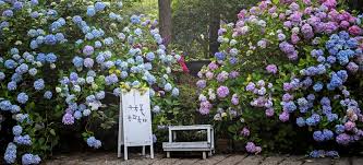 부산 수국 가볼만한곳 베스트 10 국내 여름 여행지 추천 인생사진 명....