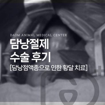 청주 강아지 담낭절제술 후기,  담낭점액종으로 인한 황달 치료