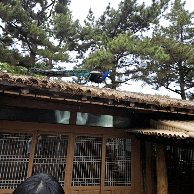제주 전통부터 다양한 동물까지 관람 가능한[한림공원2]