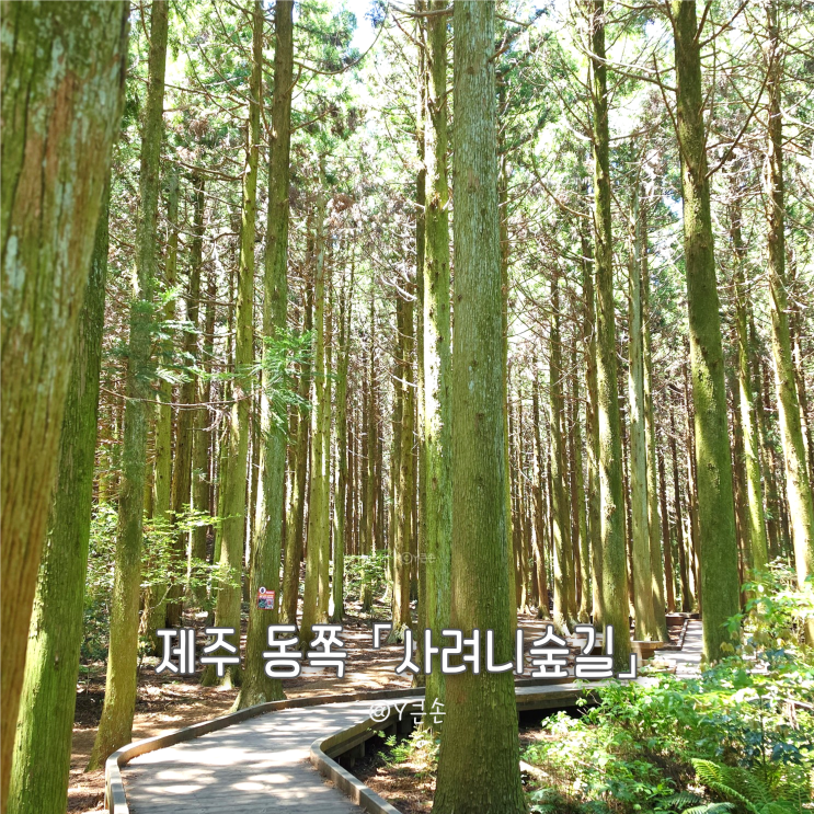 제주 동쪽 사려니숲길 출발 전 주차 위치 확인 필수