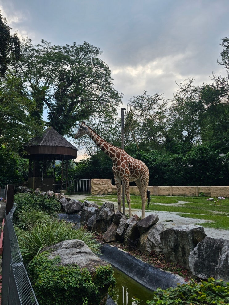 쿠알라룸푸르 네가라 주 동물원 Zoo Negara Malaysia 아이와 방문 추천