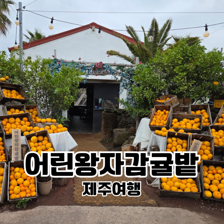 내돈내산 아이랑 제주여행 어린왕자감귤밭