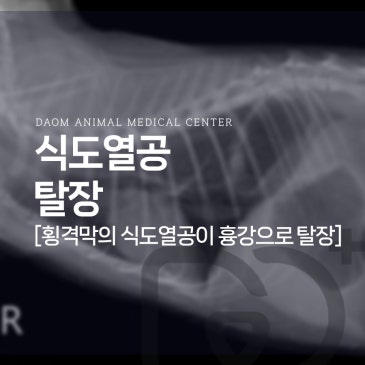 청주 고양이 구토 호흡이상-고양이 식도열공탈장 교정 수술 후기
