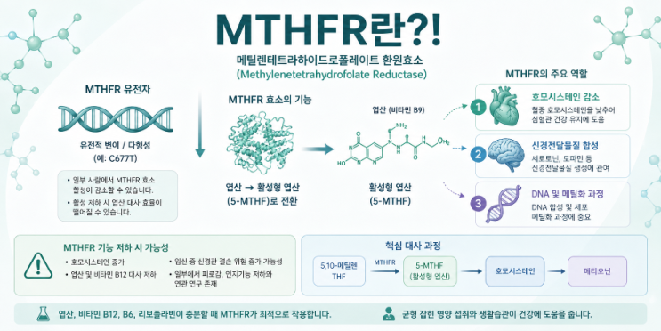 MTHFR 유전자 변이 : 네이버 블로그
