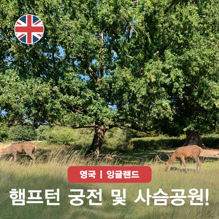 런던 가족여행 코스 추천 햄프턴 궁전 근교 사슴공원! 헨리 8세 영국....