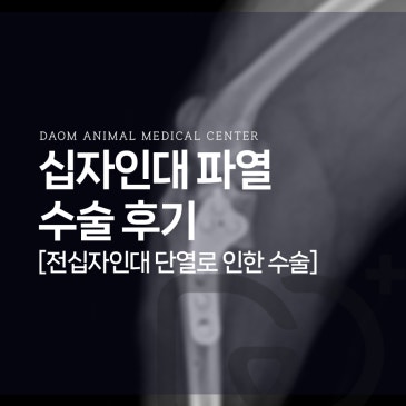 청주 강아지 십자인대 TPLO 수술 후기 24시 동물병원 추천