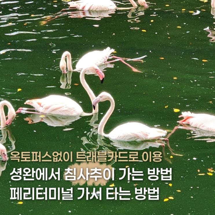 홍콩 셩완에서 침사추이 가는 방법과 페리터미널 위치