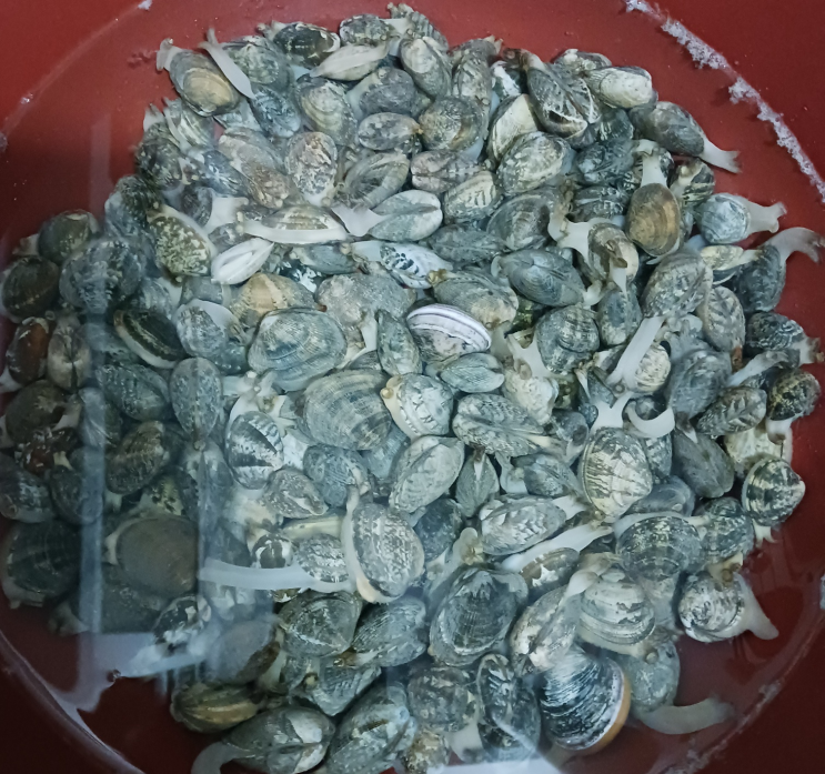 바지락 해감하는 방법 | 비린내 없이 깔끔하게 손질하는 꿀팁