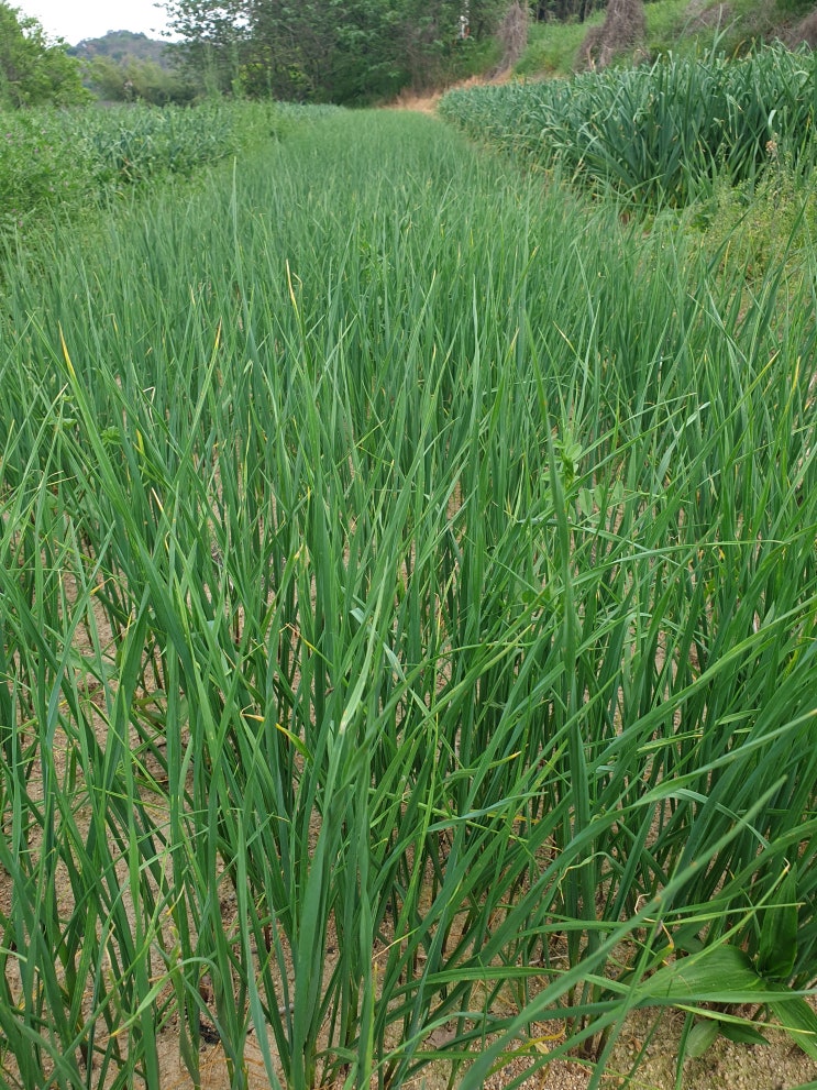 홍산마늘 주아 망파종 재배 근황, 기대 이상으로 잘 자라고 있네요 🌱 : 네이버 블로그