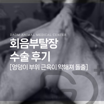 진천 동물병원 강아지 회음부 탈장 및 고환절제술 수술 후기/강아지 엉덩이 혹 원인