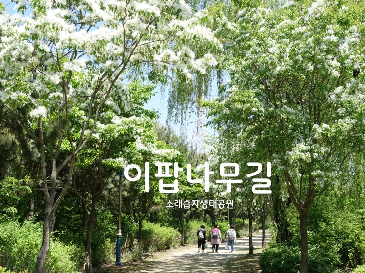 〔소래습지생태공원〕인천에도 이팝나무길이 있었어?