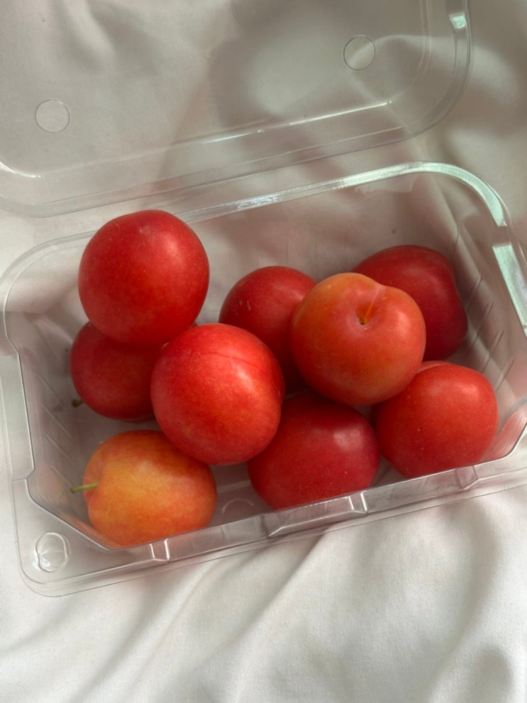 시즌특가 산지직송 햇 자두 너무 맛있잖아요?