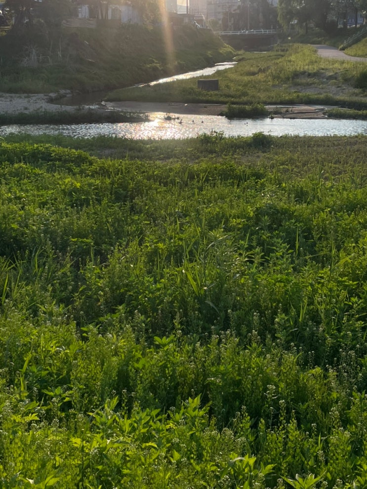 MAY-2 : 네이버 블로그