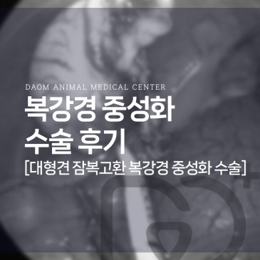청주동물병원 대형견 복강경 중성화 잠복고환 절제수술 후기