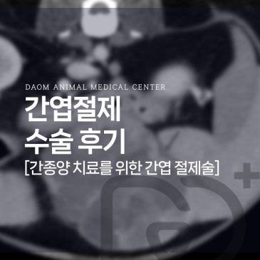 청주 종양외과 동물병원 강아지 간종양 치료를 위한 간엽 절제술 수술 후기