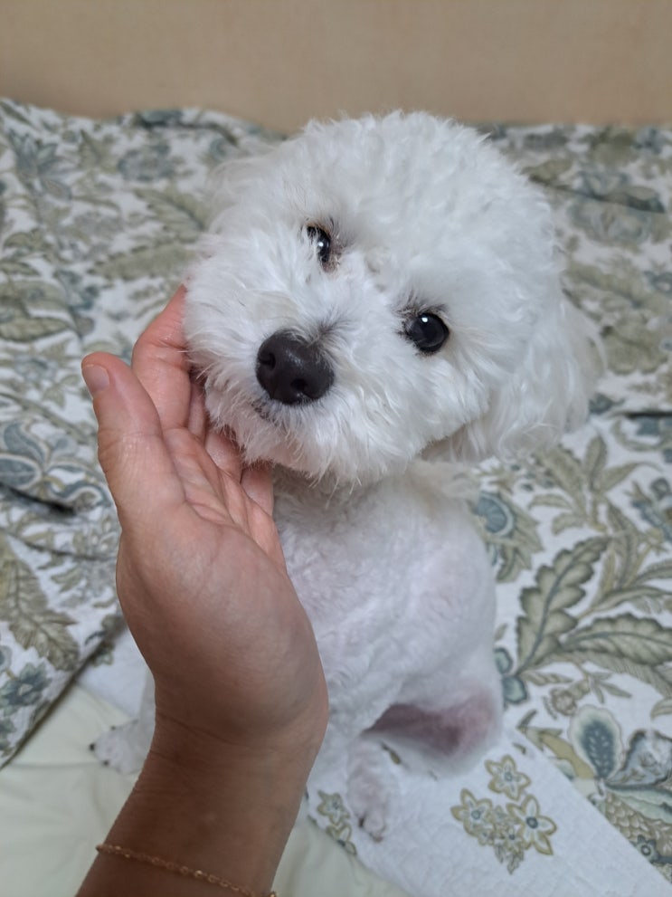 내사랑 푸숑~♡ : 네이버 블로그