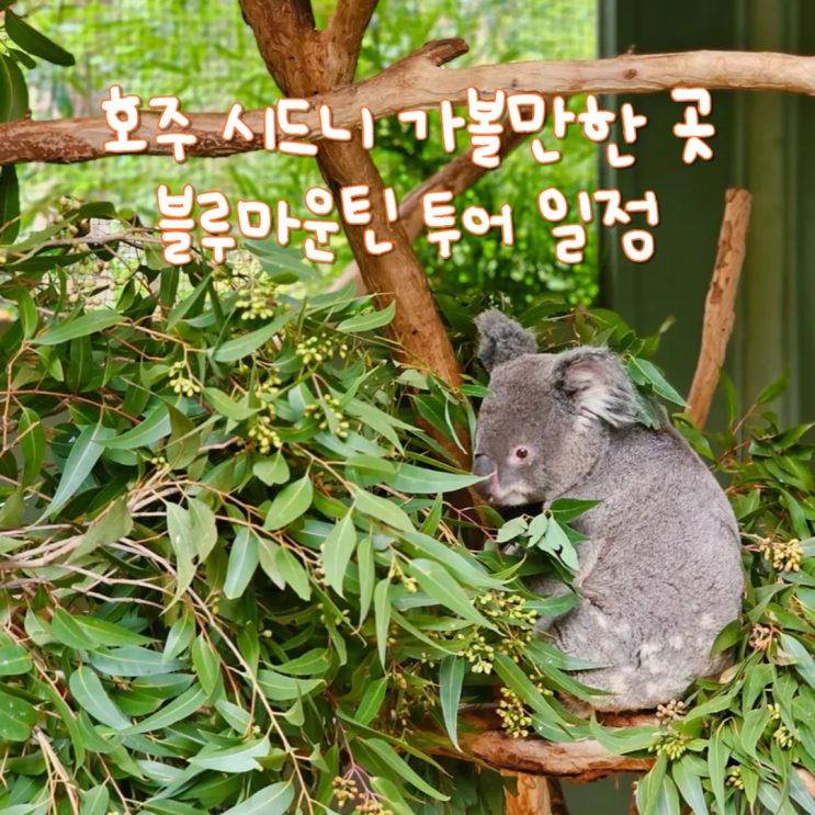 호주 시드니 여행 일정 3일차 호주 블루마운틴 투어와 울월스 장보....