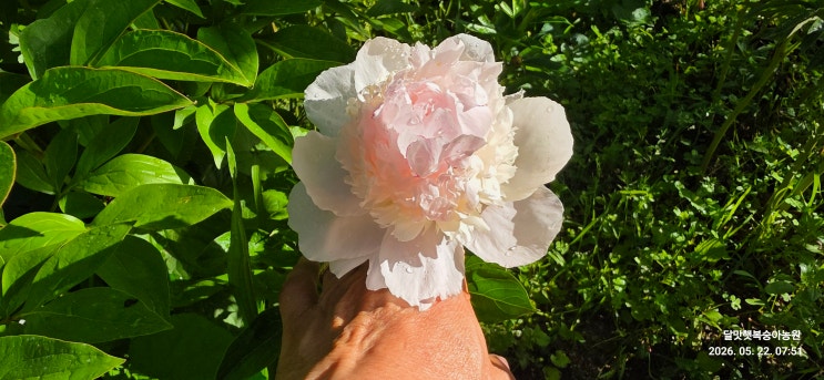 링크 미리보기
