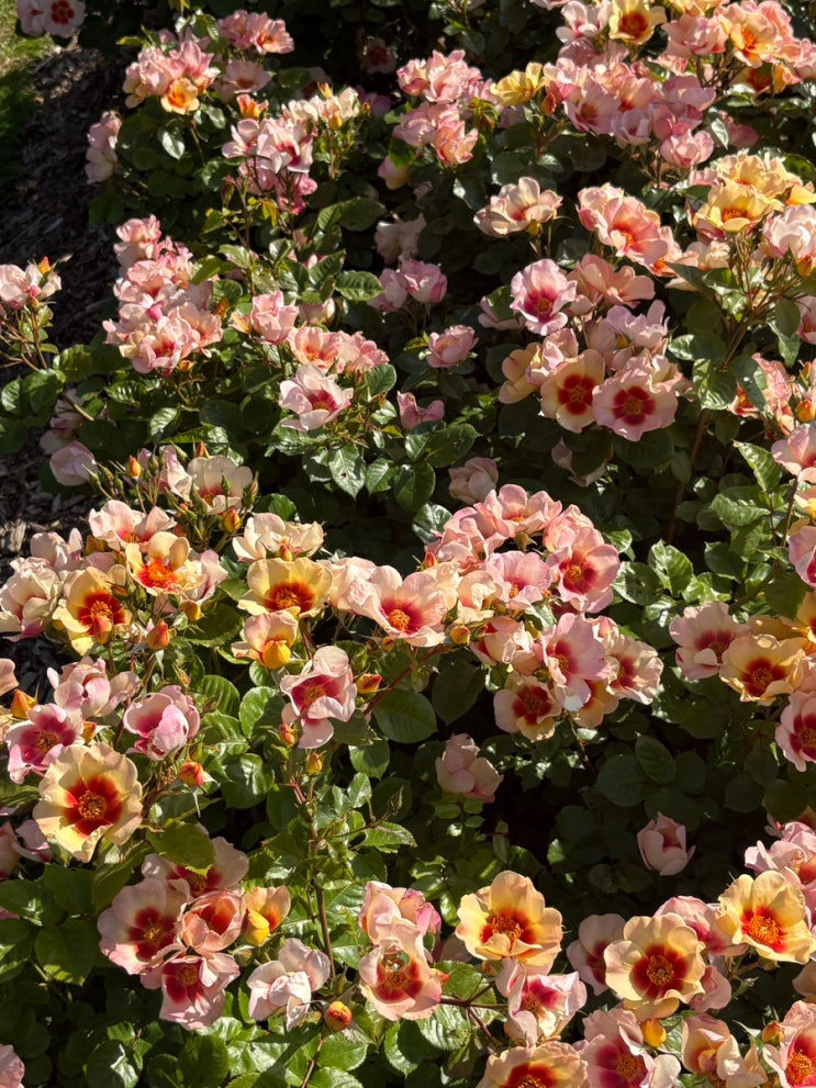 ˚₊‧꒰ა 영국워홀☆50 ໒꒱ ‧₊˚ 퀸메리 로즈가든. 블랭크스트....