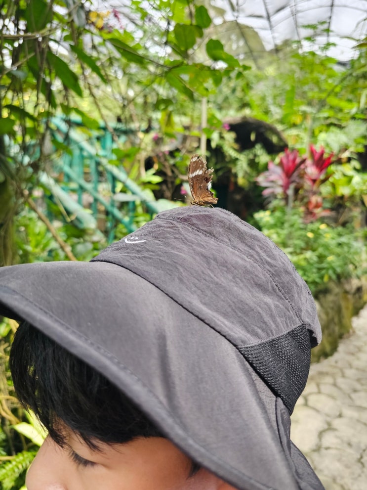 쿠알라룸푸르 나비공원(KL Butterfly Park) 아이와 함께 가기 좋은 도심 ....