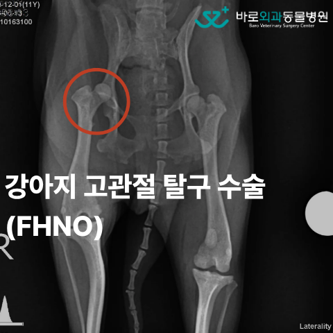 강아지가 뒷다리 들고 다녀요, 고관절 탈구 FHNO 수술 치료 사례 : 네이버 블로그