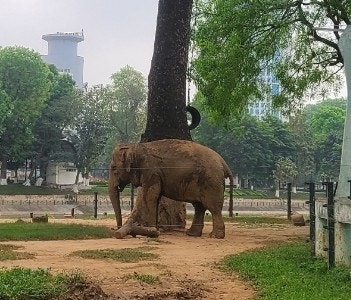 하노이 투레공원 호랑이?... 입장료