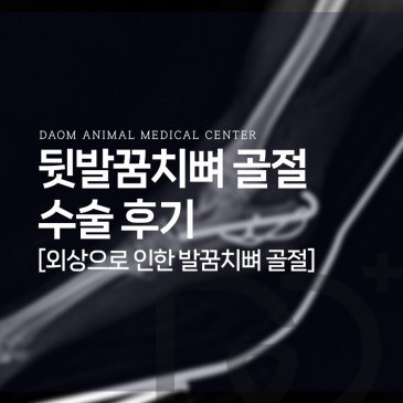 청주 강아지 골절 말티푸 뒷발꿈치뼈 골절 수술 후기 [24시간 동물병원]