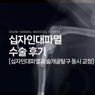청주 강아지 슬개골탈구 십자인대파열 TPLO 수술 후기