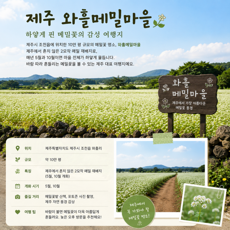 제주 와흘메밀마을, 10만평 하얀 메밀꽃밭에서 인생사진 찍기
