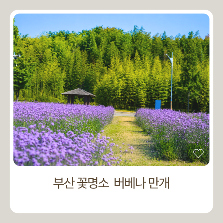 부산 꽃명소 대저생태공원 버베나,6월 꽃구경 가볼만한곳