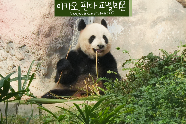 동물원에서: 마카오 판다월드_ 자이언트 판다 파빌리온