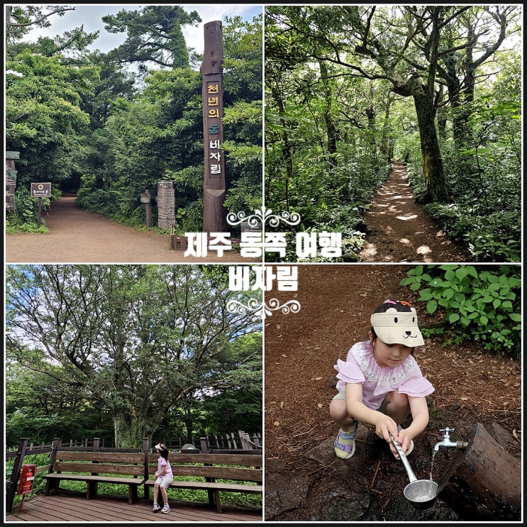 제주도 동쪽 여행 코스 제주 혼자 갈만한곳 비자림 나무 소요시간