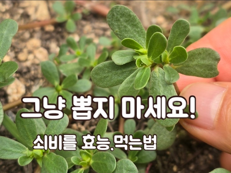 쇠비름 효능 7가지와 채취 시기·먹는법·부작용까지 총정리