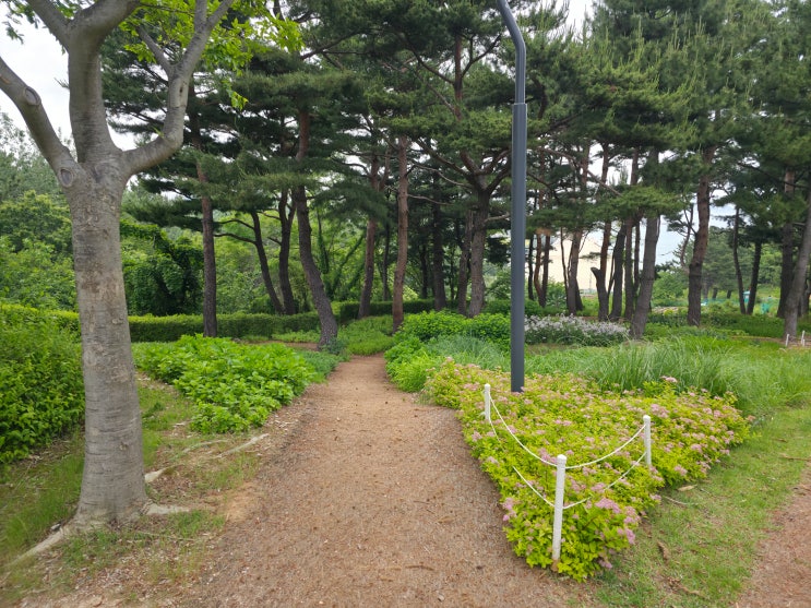 [속초 가볼만한곳] 외옹치 바다향기로 옆 숨은 명소, 소나무 숲속 비....