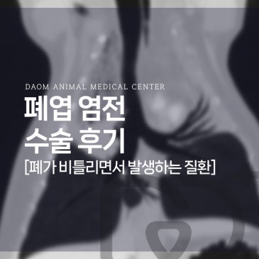 청주 동물병원 24시 폐염전 치료를 위한 폐엽절제술 수술 후기