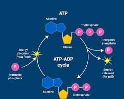 ATP와 건강 : 네이버 블로그