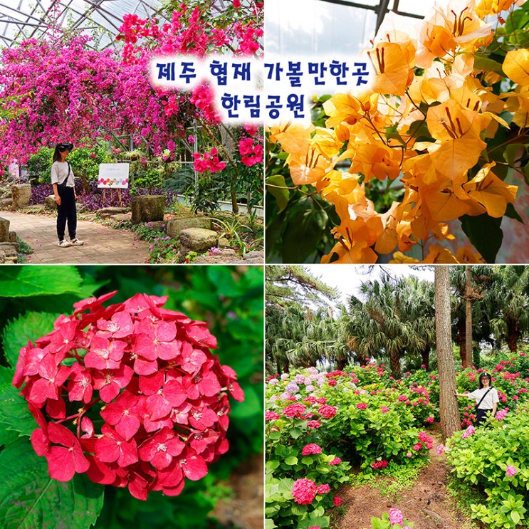 제주 협재 가볼만한곳 한림공원 동굴 제주도 식물원