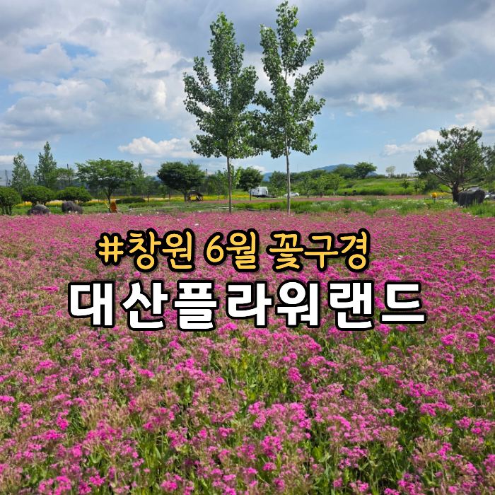 경남 창원 가볼만한곳 대산플라워랜드 마을버스 1번 배차시간