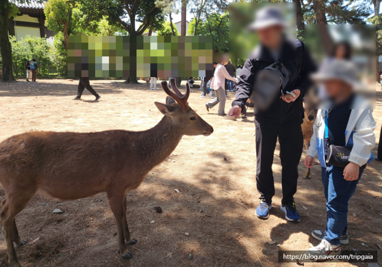 오사카에서 나라 사슴공원 가는 방법｜초등 아이와 고후쿠지까지 ....